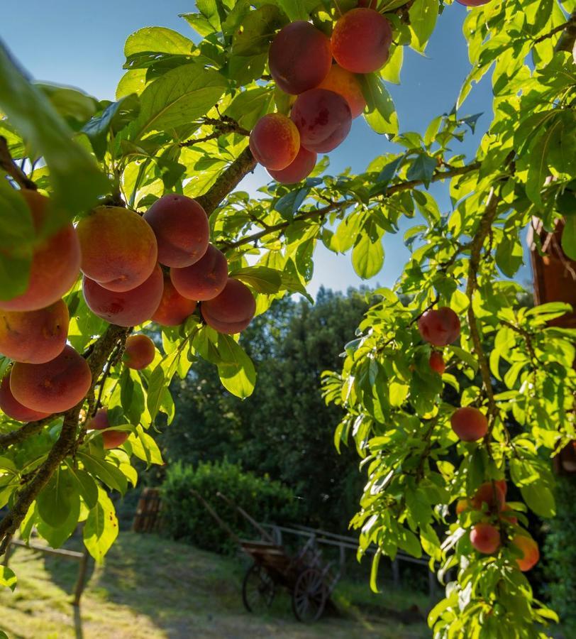 Agriturismo Alle Rose ヴォルテッラ エクステリア 写真