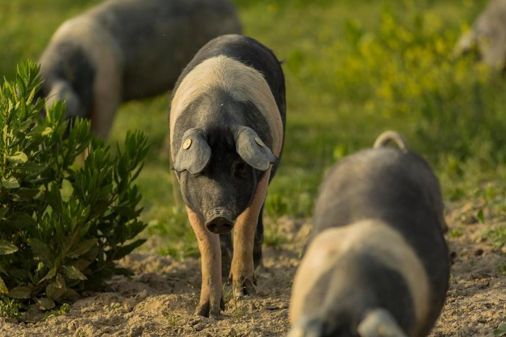 Agriturismo Alle Rose ヴォルテッラ エクステリア 写真